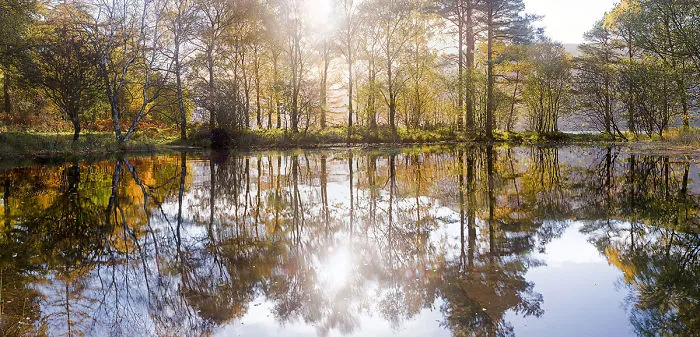 Interact With These Large-scale Images Of Forests &amp; Woodlands Like Never Before.