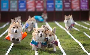 The World's First Corgi Race