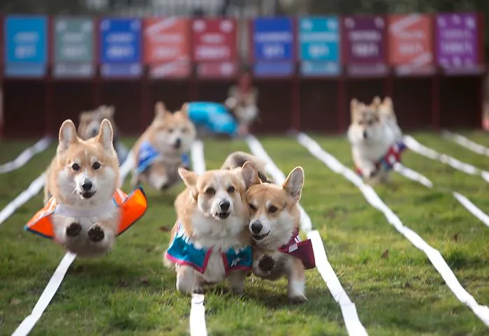 The World's First Corgi Race