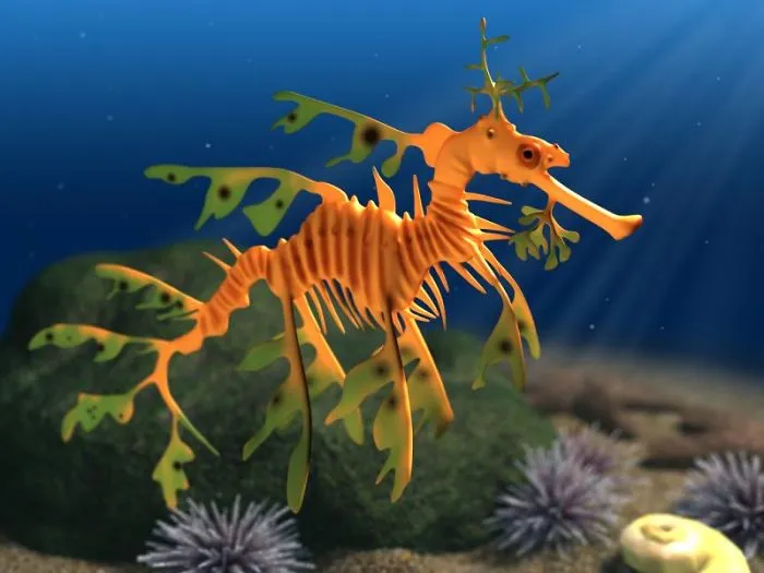 Leafy Seadragon