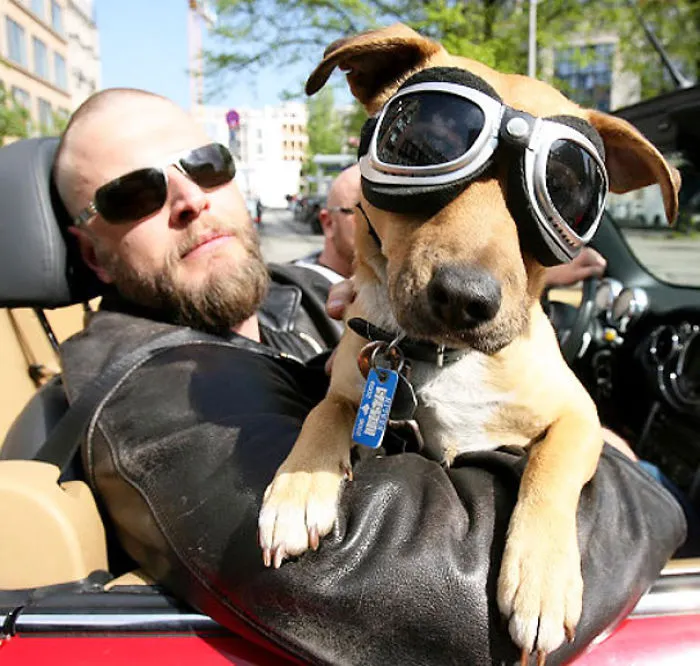 Like Owner Like Dog