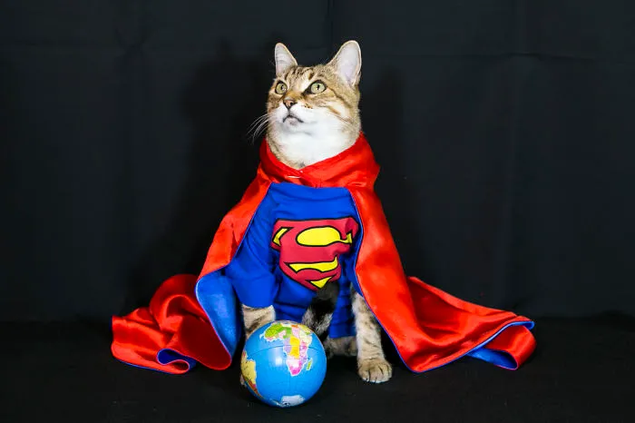 I Want To Help My Furry Friends