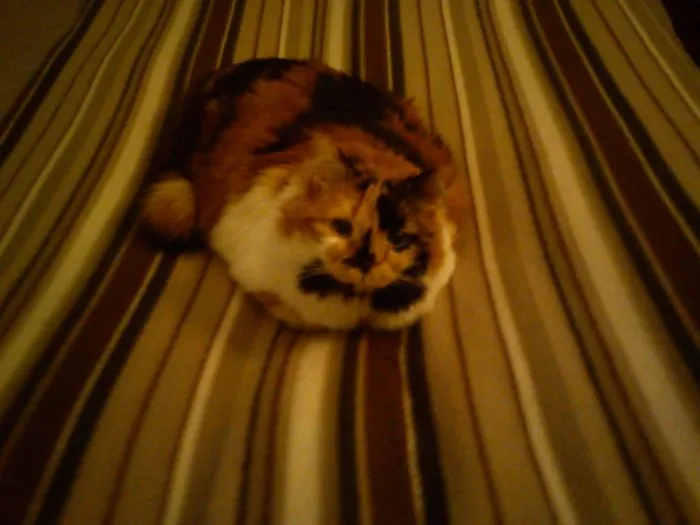 109 Camouflaged Cats That Win At Hide And Seek