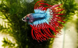 Meet The Amazing Dayak Crowntail Betta Fish