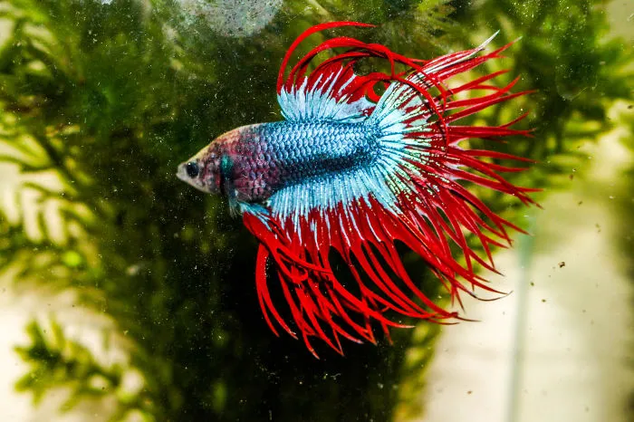 Meet The Amazing Dayak Crowntail Betta Fish