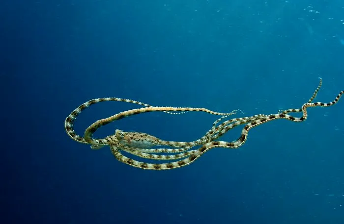 Mimic Octopus