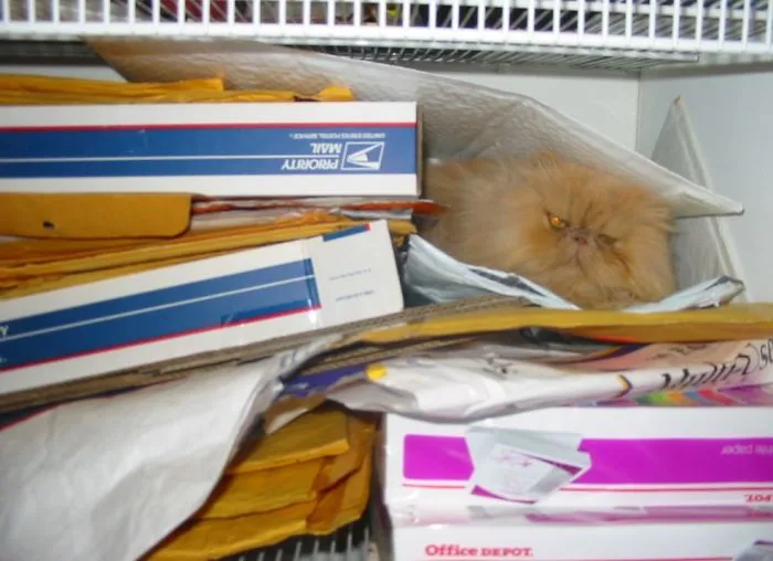 109 Camouflaged Cats That Win At Hide And Seek