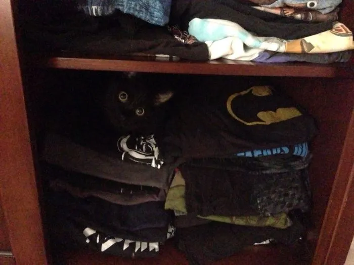 109 Camouflaged Cats That Win At Hide And Seek