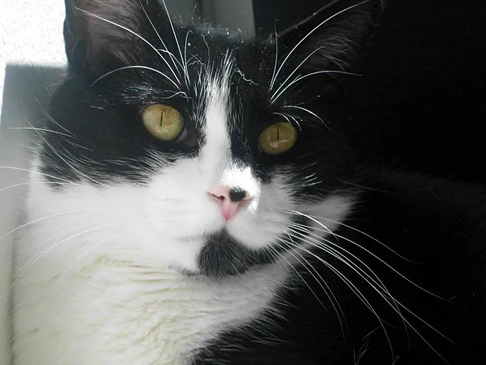 My Cat Monty