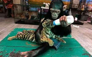Monkey Feeding Tiger Cub