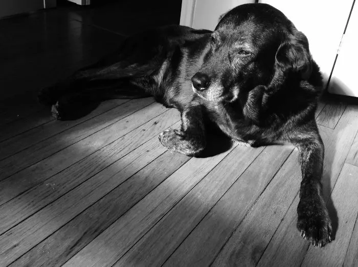 My Dog, Reuben
