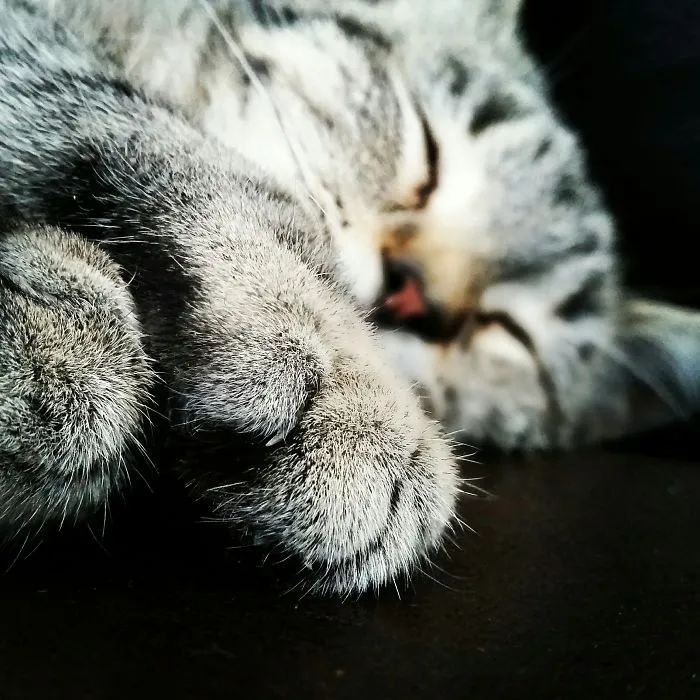File:cat Paw