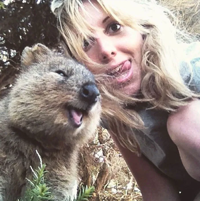 Quokka Selfie