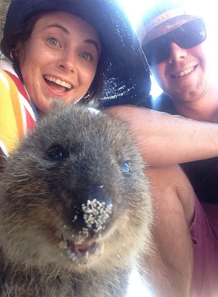 Quokka Selfie