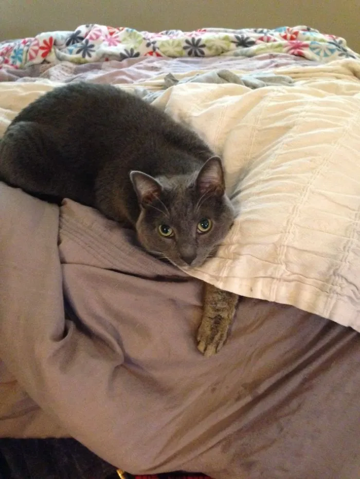 109 Camouflaged Cats That Win At Hide And Seek
