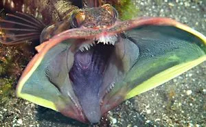 10 Most Amazing Sea Creatures Ever Discovered!
