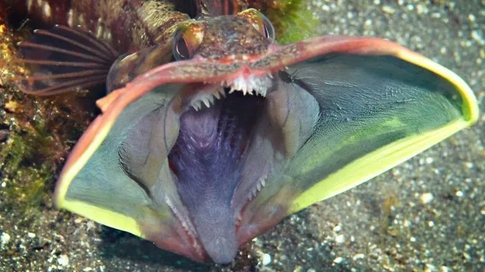 10 Most Amazing Sea Creatures Ever Discovered!