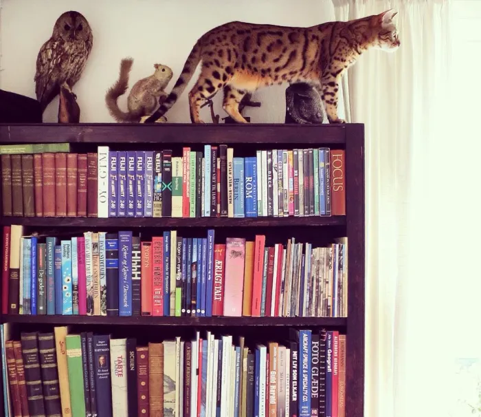 109 Camouflaged Cats That Win At Hide And Seek