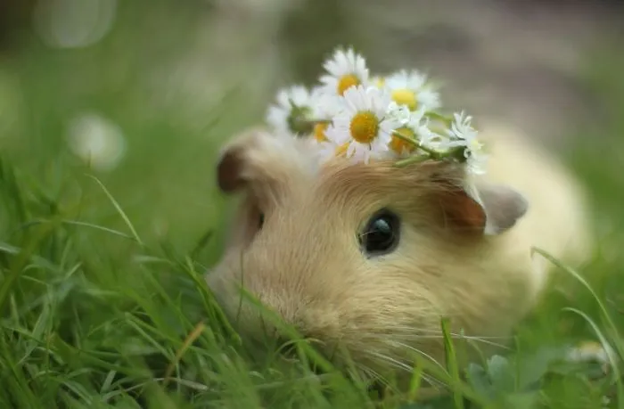 Sweet Hamsters That Will Melt Your Heart