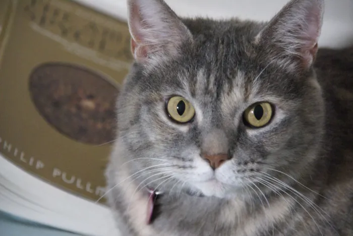 You No Can Haz My Book.  It Matches My Eyez.