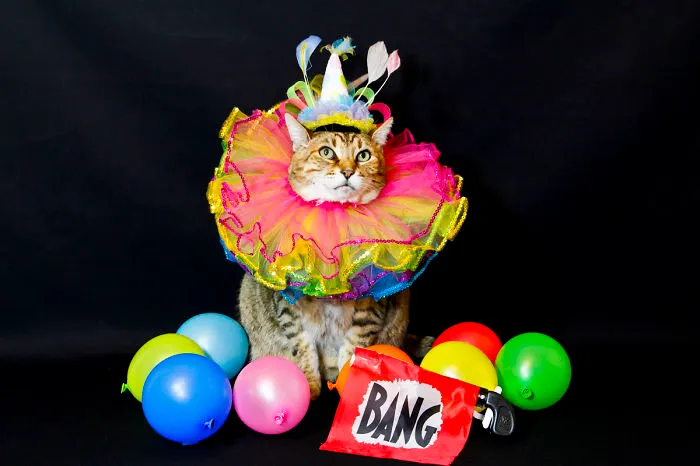 Life's A Circus