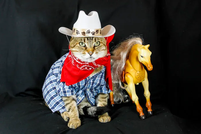Wanted...billy The Kitty