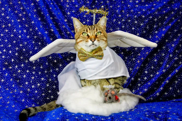 Feline Angels Always Get Their Wings