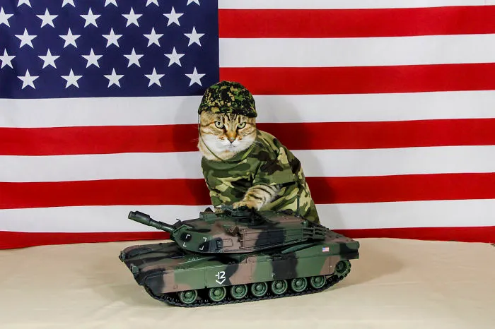 Combat Cat