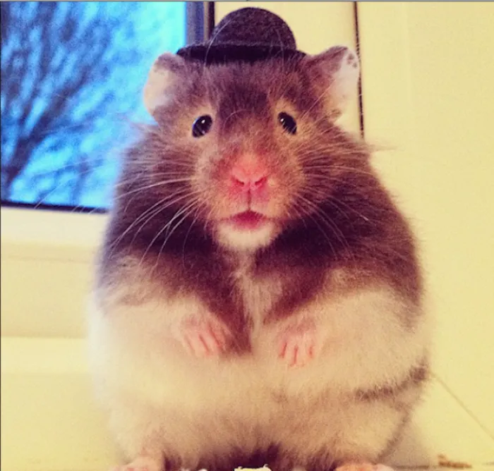 Tiddly Whiskers, The Hamster Who Wears A Hat.