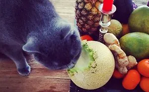 Post Cats Eating Weird Things