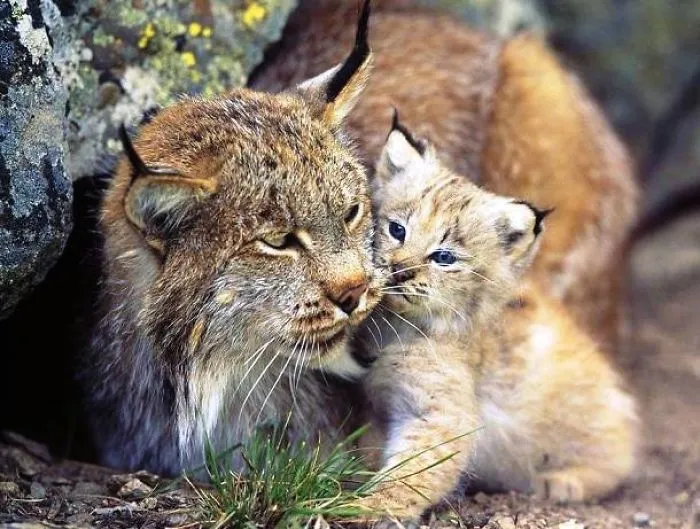 Top 10 Most Endangered Animals