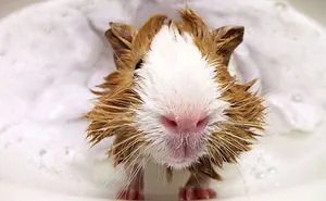 53 Bathing Animals That Will Splash A Smile On Your Face