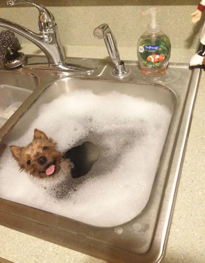This Little Yorkie Who Is Super Happy Having His Bath