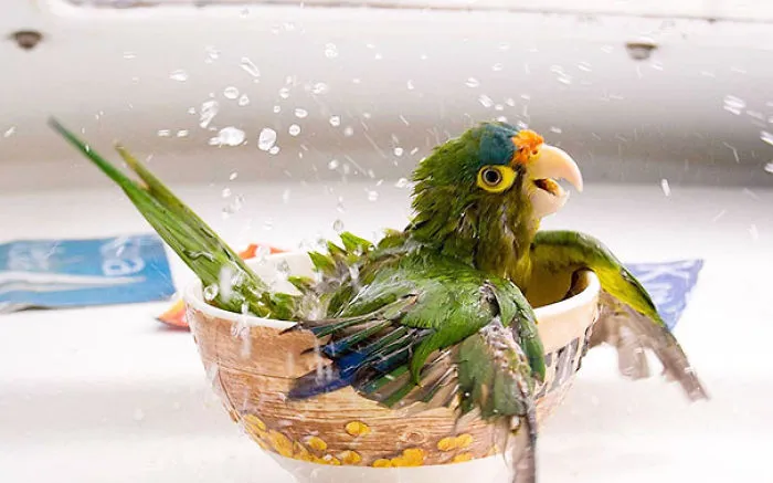 Bird Bath