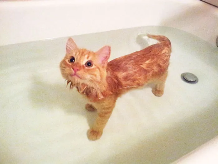 Don't Be Fooled Human, Your Demise Is Still Going To Happen
