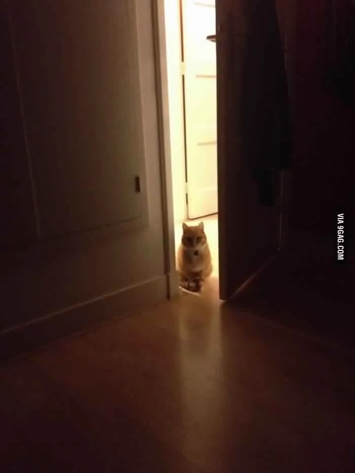 How To Tell If Your Cat's Secretly Planning To Kill You