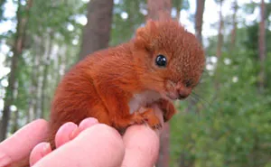 A Badly Injured Baby Squirrel Gets Adopted By Humans