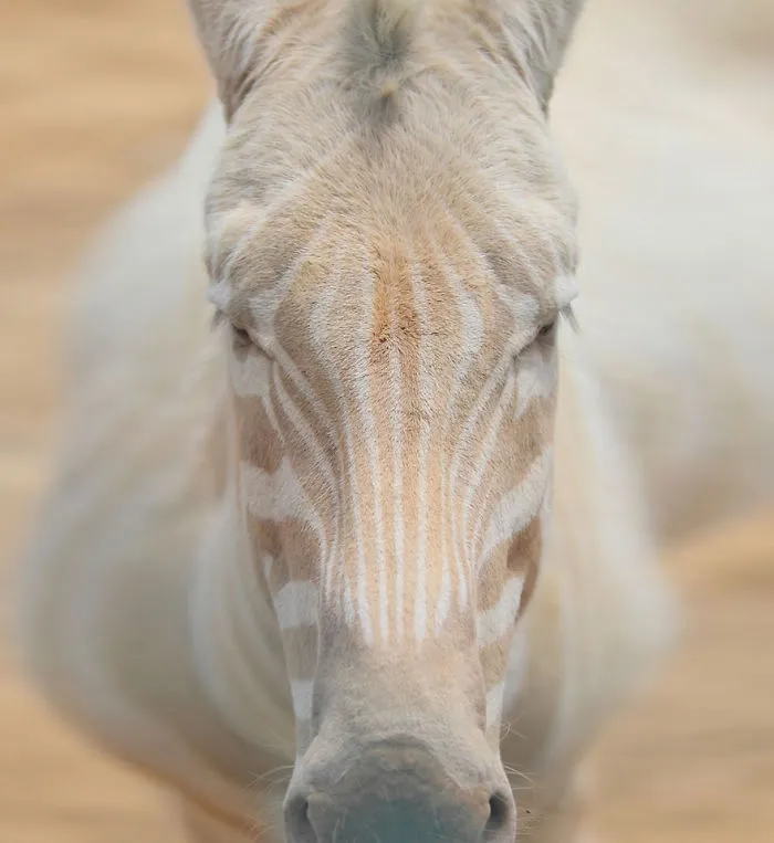 Albino Zebra