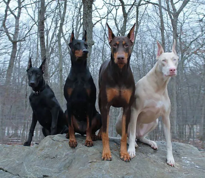 Albino Doberman