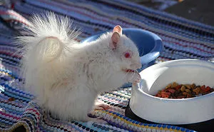 48 Albino Animals That Don't Need Color To Look Cool