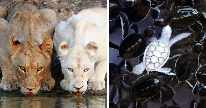 48 Albino Animals That Don't Need Color To Look Cool