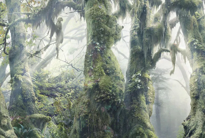 Find The Hidden Animals