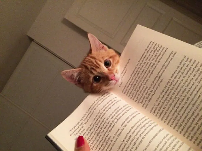 Spoiler Alert: The Main Character Dies. Now Rub My Tummy