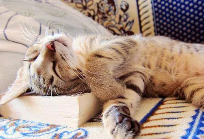 Sleeping Beauty