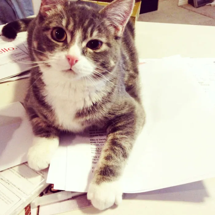 Whatcha Doin'?