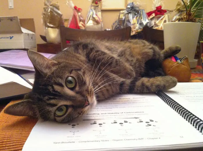 My Cat Cover Some Material When You're Trying To Self-test