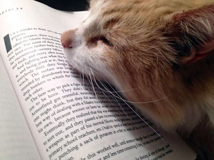 You Didn't Really Want To Read This Half Of The Page, Did You?