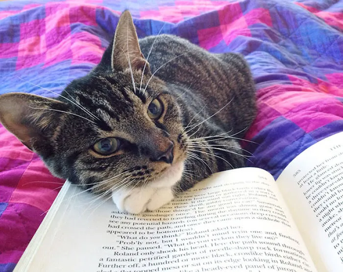 It’s Really Hard To Ignore A Cat That Wants Your Attention