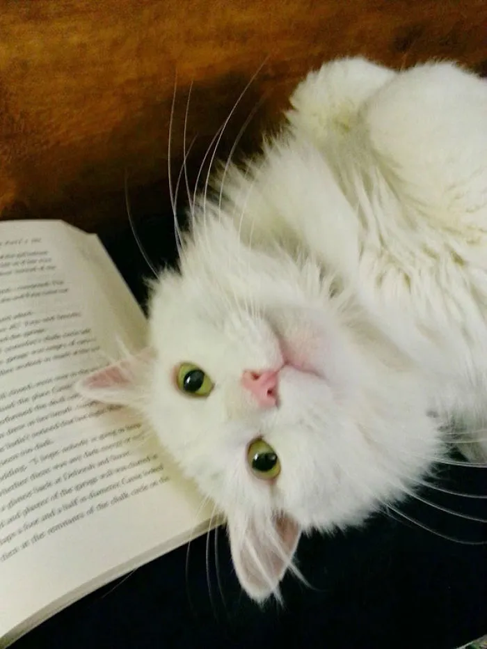 I Seem To Be Having Trouble Reading Lately