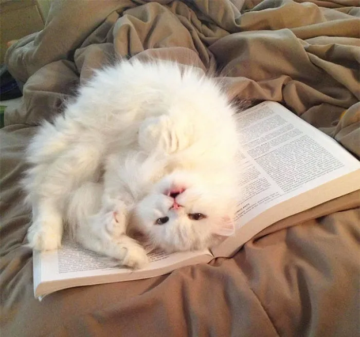 This Is What Happens When I Try To Study